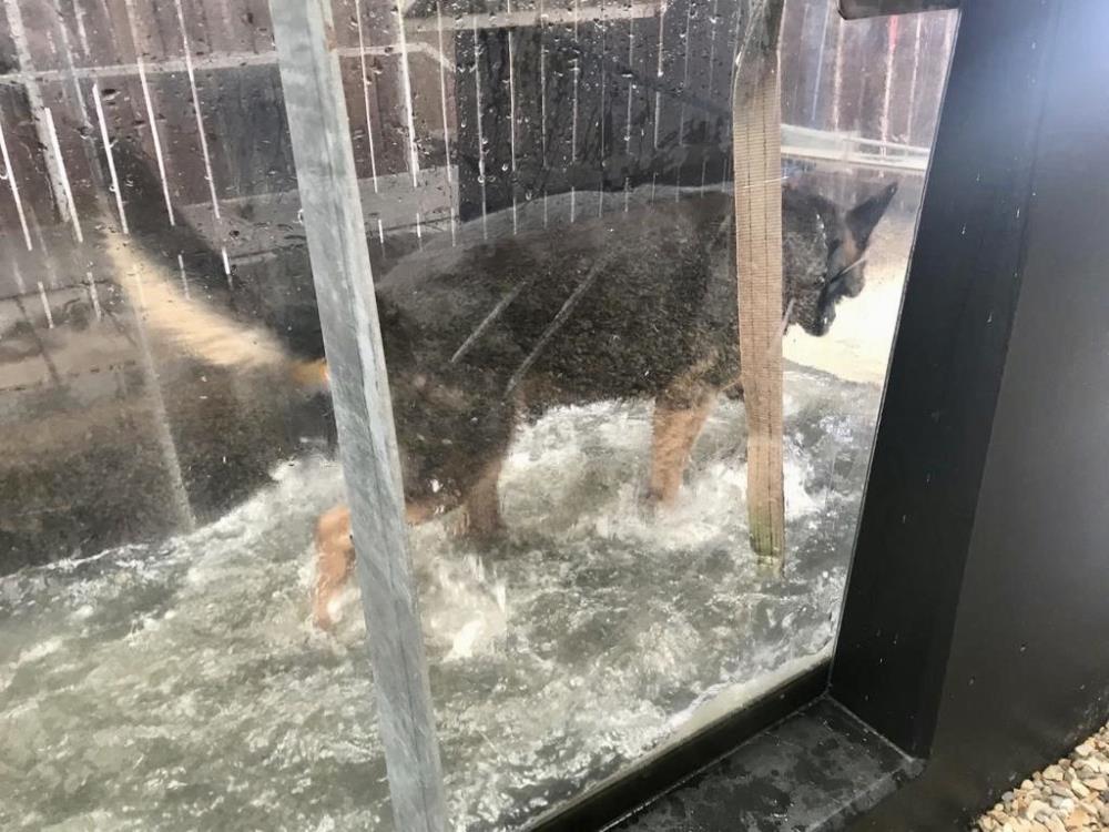 Gunner working out on the water treadmill