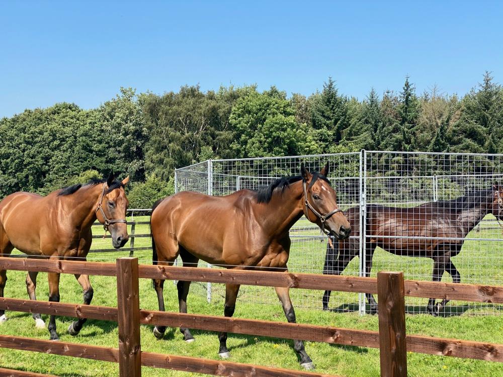 Arnold, Uncle Charlie and 2yo by Awtaad in the field