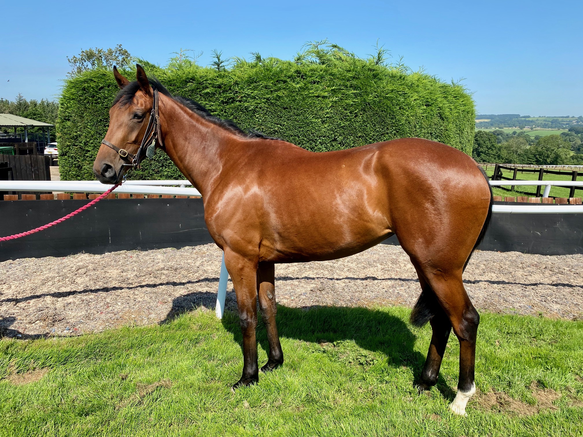 Race Horses For Sale Ann Duffield Racing North Yorkshire