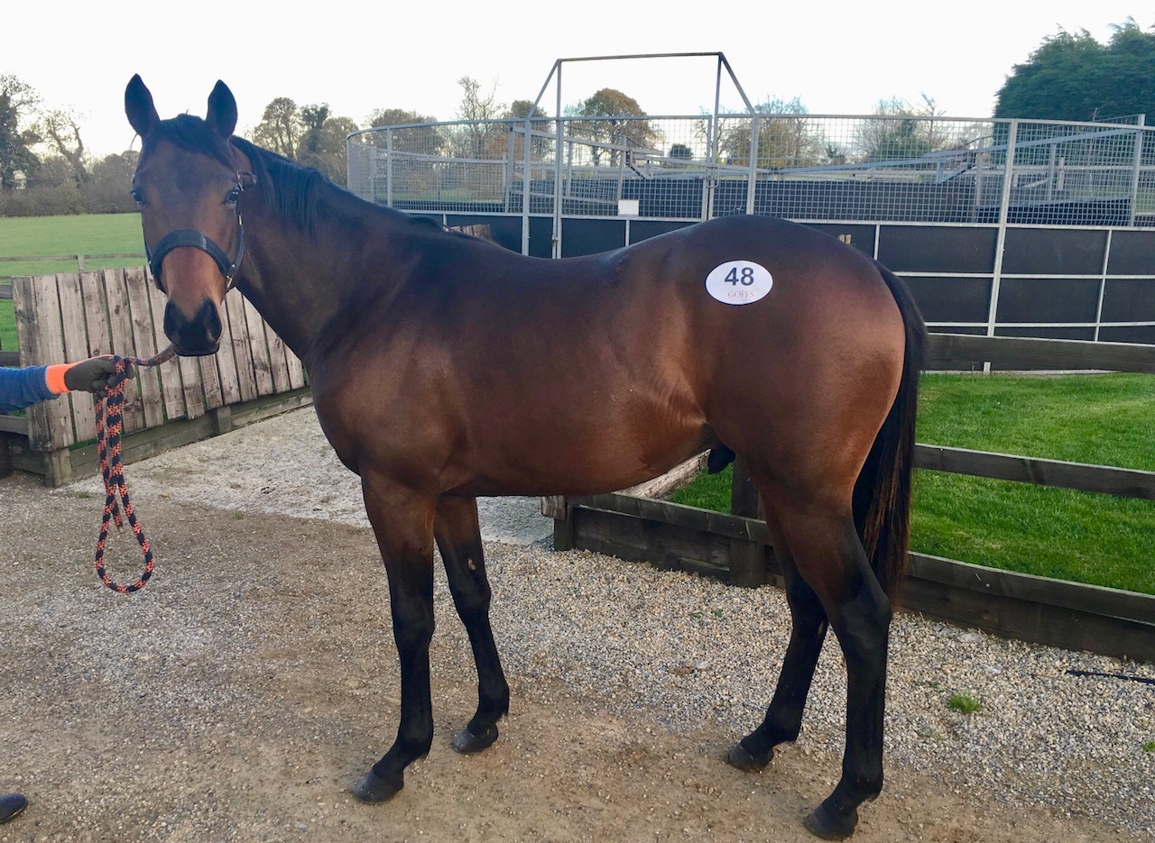 Race Horses For Sale Ann Duffield Racing North Yorkshire