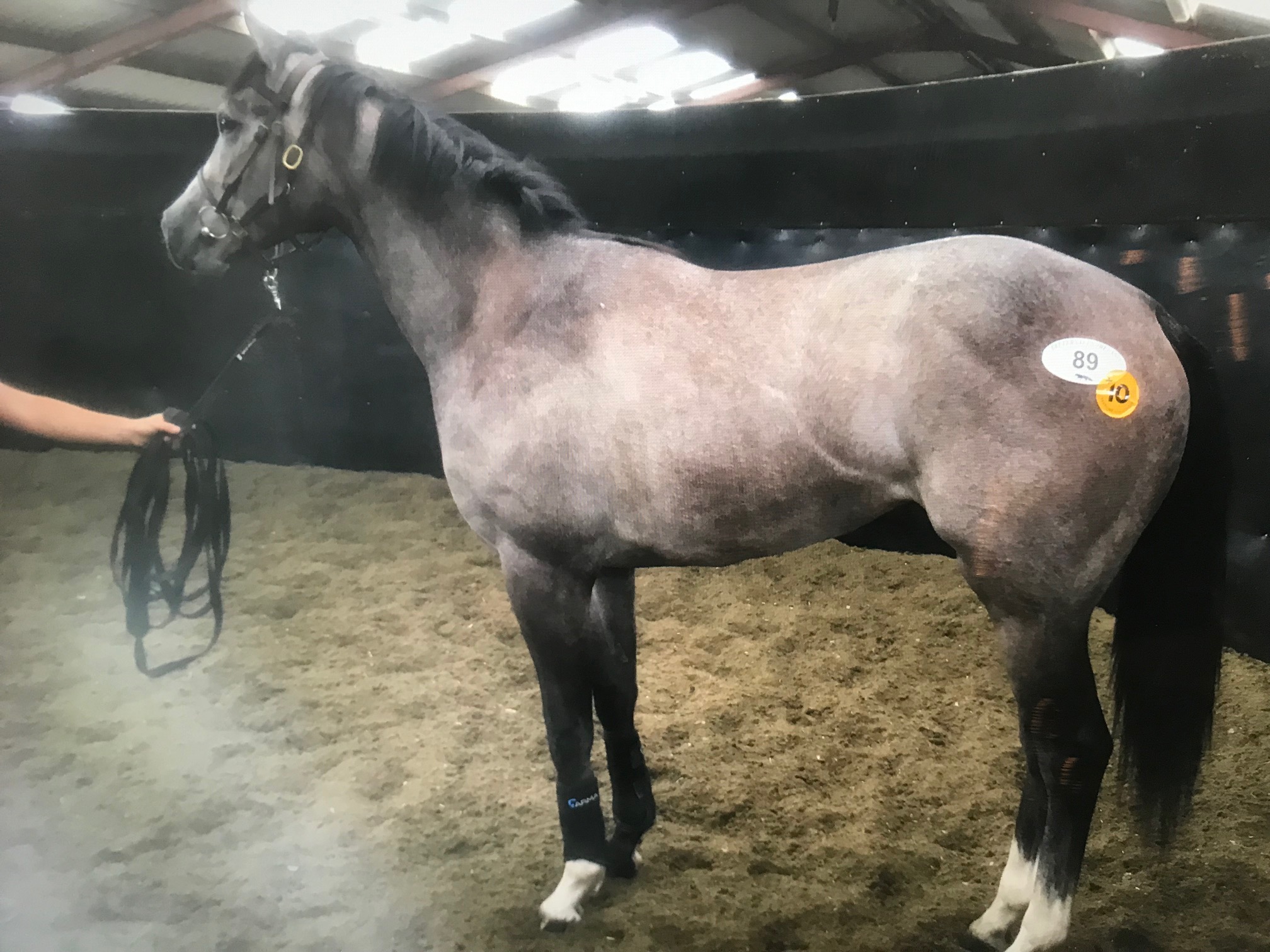 Race Horses For Sale Ann Duffield Racing North Yorkshire