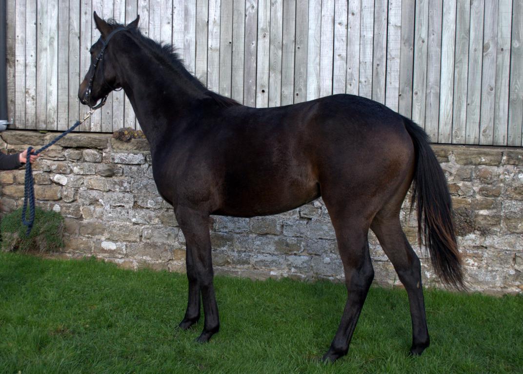 Horses For Sale » Horses » Home