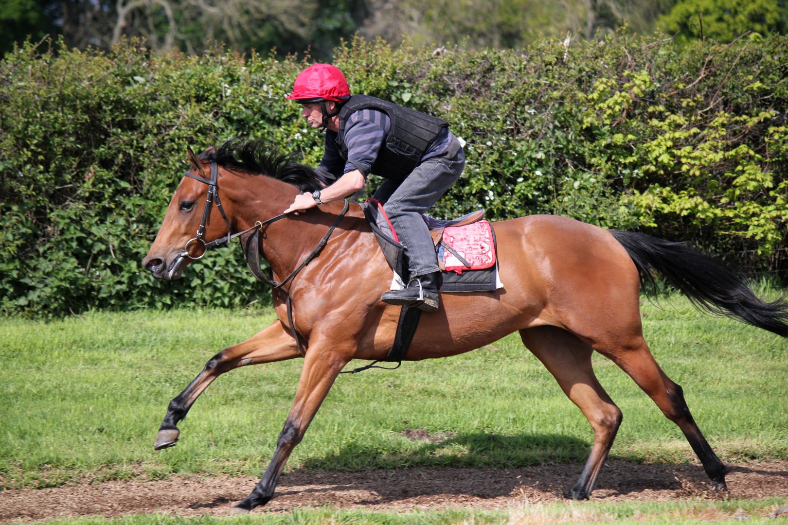 Race Horses For Sale Ann Duffield Racing North Yorkshire
