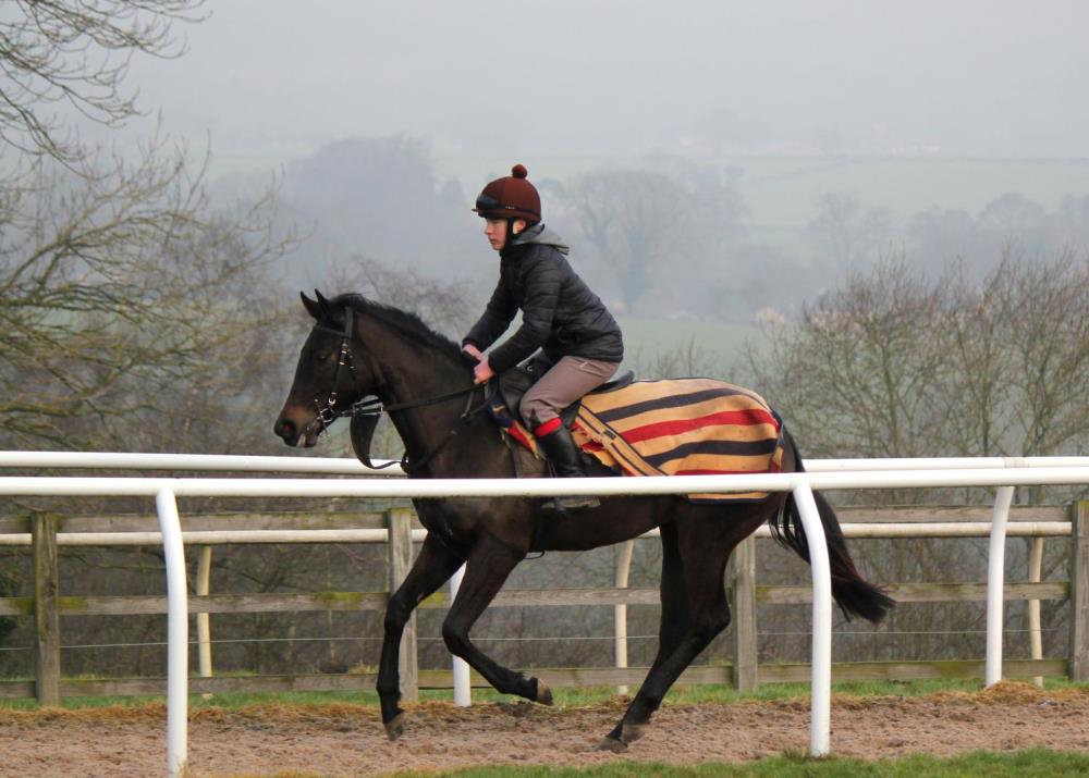 Intense Focus X Gariepa - just broken in and cantering nicely, leading the string  *FOR SALE*