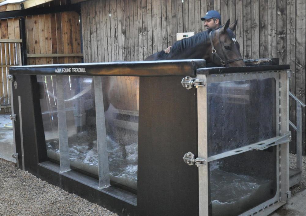 Charmer enjoying his session on the water treadmill - waiting for the water to fill