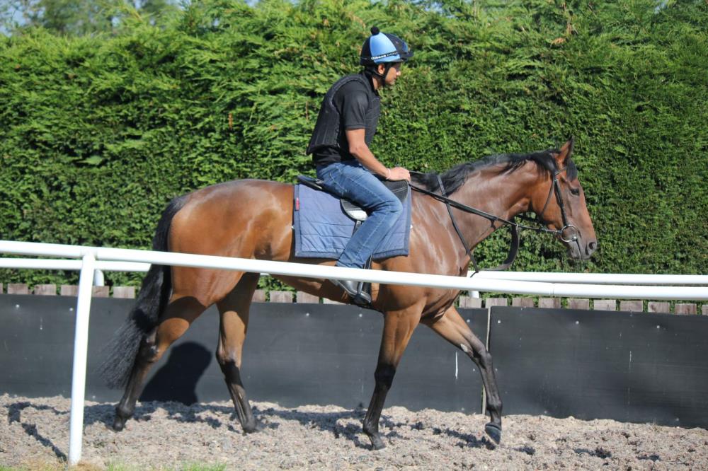 Cape Hill Cotter and Pradeep - unraced 3yo owned by Middleham Park Racing