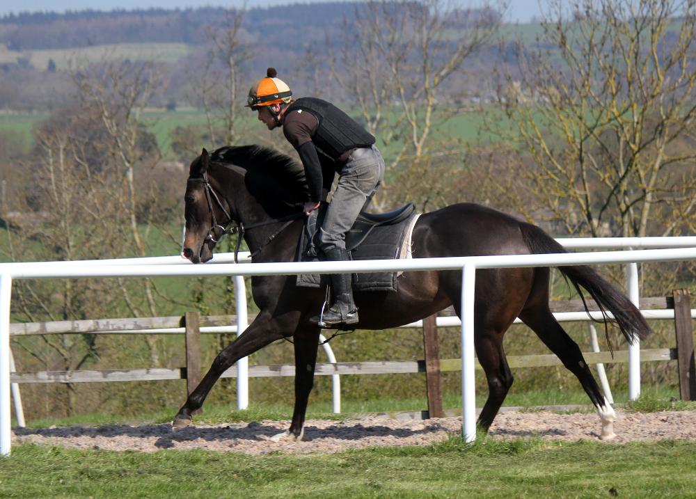 A 2 year old filly on the round canter