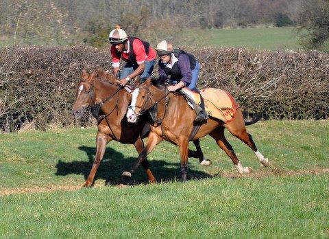 Hells Angel (white face) winner of five races for us, seen at home on the gallops
