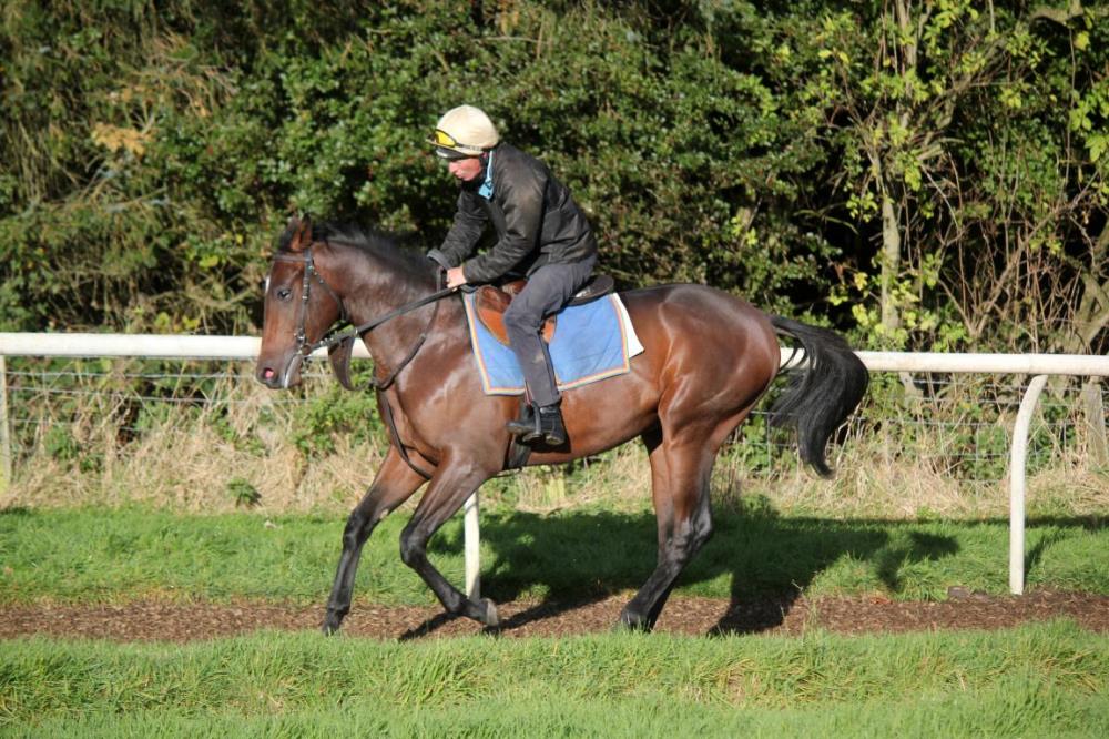 George canters the Foxwedge colt on his first day up the gallop (last week)