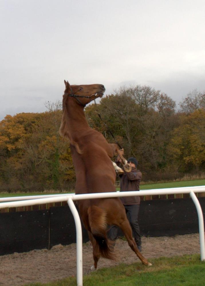 This filly thinks now is the time to show oneself off!