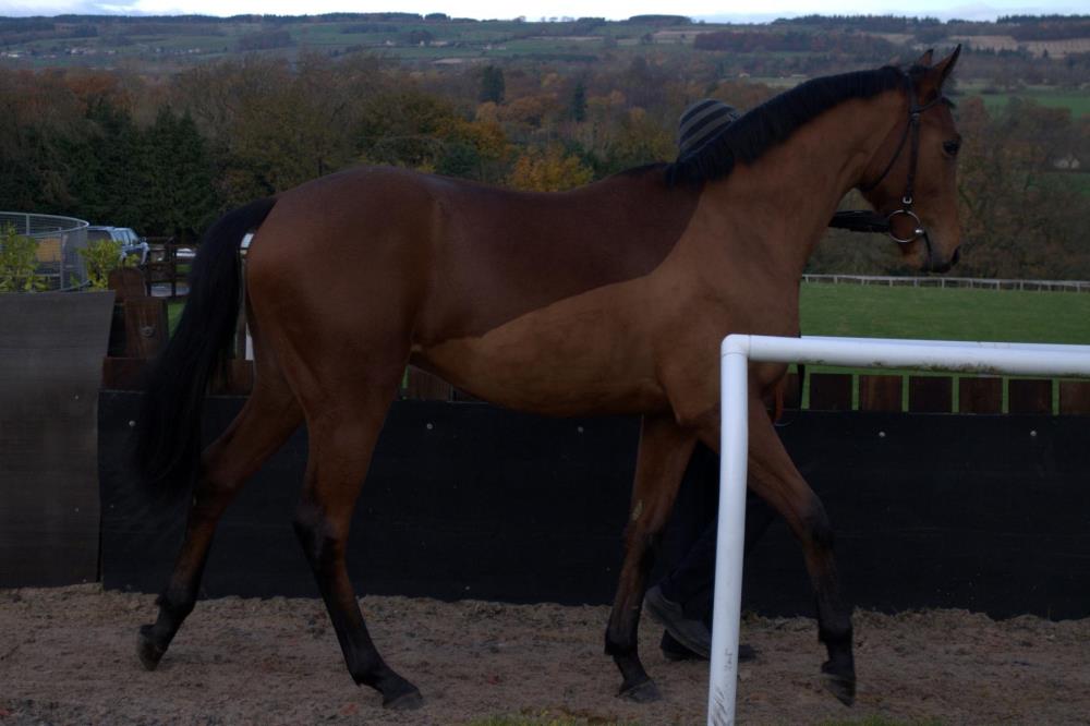 Charming Power - one huge yearling!