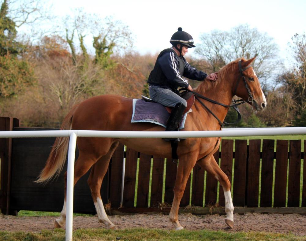 Equiano x Wedding Dream filly is looking for an owner 