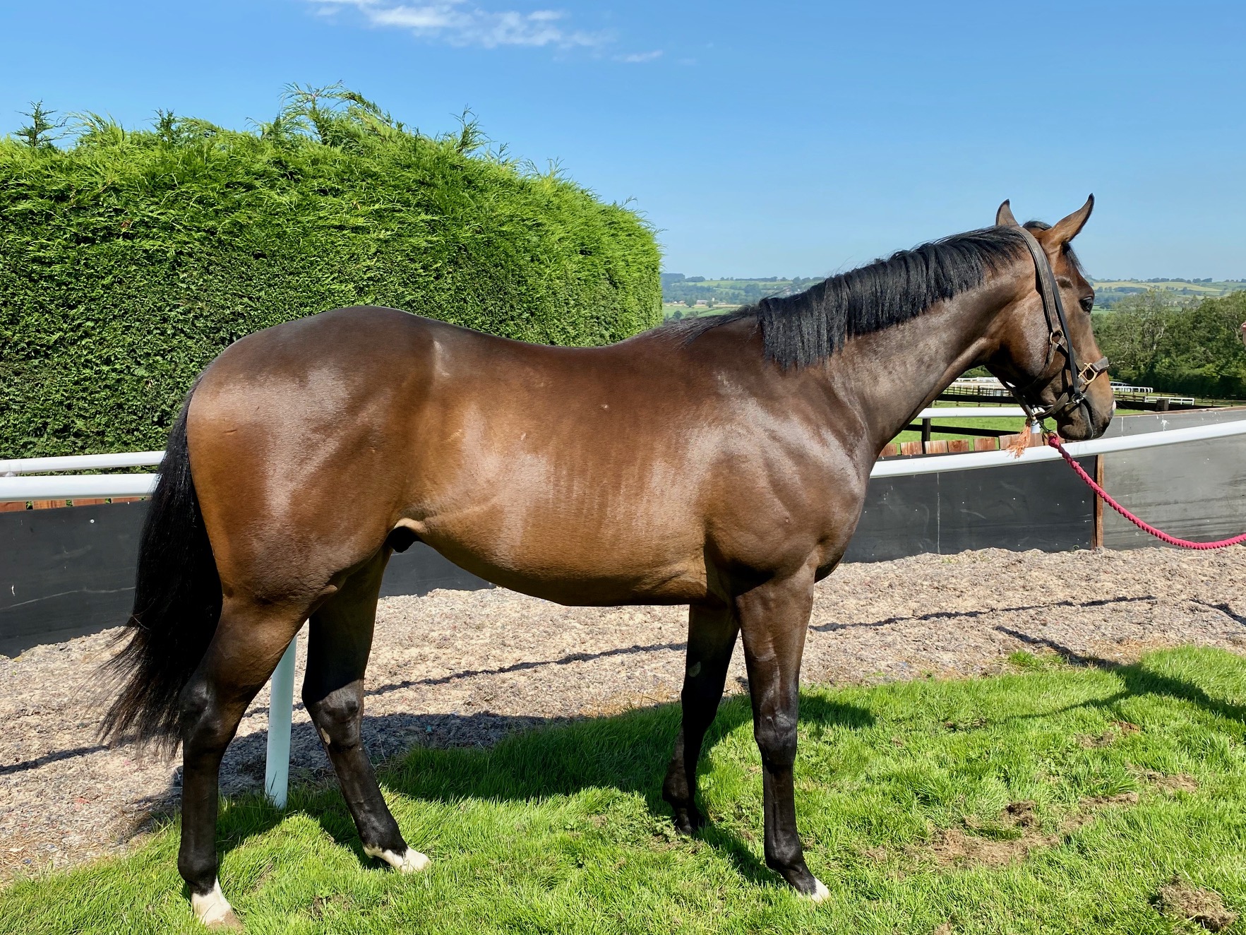 Race Horses For Sale | Ann Duffield Racing | North Yorkshire